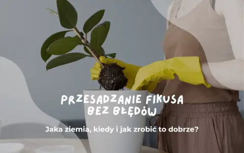 Przesadzanie fikusa bez błędów. Czy podlewać kwiaty po przesadzeniu? Dowiedz się, jak zrobić to dobrze.