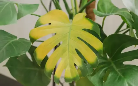 Zolty lisc monstera, z zielonymi brzegami, obok zdrowych, zielonych liści.