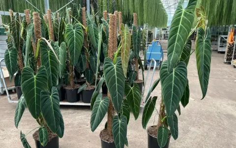 Wielkie, aksamitne liście Philodendron melanochrysum pięknie pną się po palikach. Idealne warunki do uprawy w szklarni.