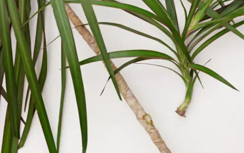 Zielona dracena z czerwonymi brzegami liści, gotowa do rozmnożenia. Jak rozmnożyć dracenę? Odcięty fragment łodygi z liśćmi.