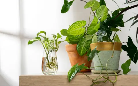 Syngonium rozmnażanie: sadzonka w szklance z wodą i ukorzenione rośliny w doniczkach.
