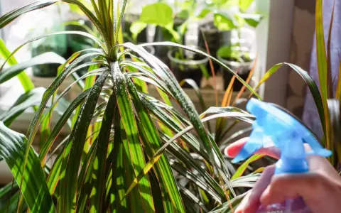Dracena marginata podlewanie. Ręka z niebieskim spryskiwaczem zrasza liście rośliny, tworząc na nich krople wody.