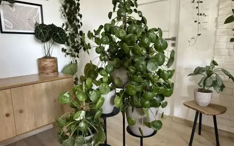 Pilea peperomioides w pełnym rozkwicie, z okrągłymi liśćmi tworzącymi gęste kępy. Obok inne rośliny doniczkowe.