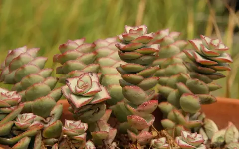 Kaskadowe pędy crassula perforata z zielonymi liśćmi i czerwonymi brzegami, tworzące piękne, spiralne formy.