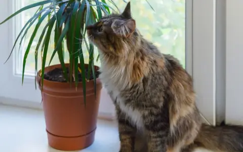 Puszysty kotek węszy przy dracenie, zastanawiając się, czy dracena jest trująca.