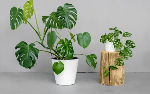 Dwie monstery: duża, w białej donicy, i mniejsza, z dziurawymi liśćmi, przypominająca monstera monkey, na drewnianym pniu.
