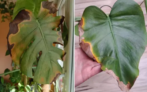 Monstera ma brązowe, usychające końcówki liści. Widać żółte przebarwienia i suche, kruche brzegi.