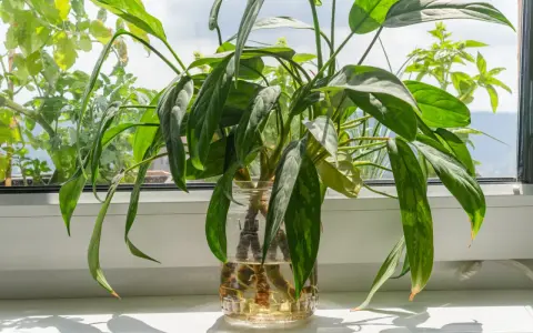 Aglaonema rozmnażanie w wodzie. Zielone liście rośliny w szklanym naczyniu z wodą, na parapecie.