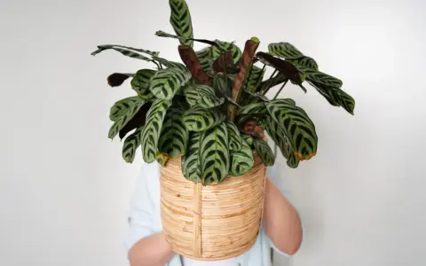 Piękna Calathea w plecionej osłonce, gotowa do rozmnażania. Jej liście z ciemnymi pasami zachwycają.