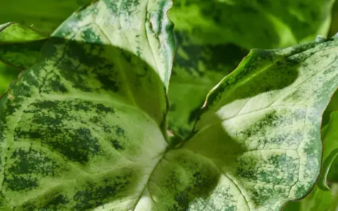 Liście syngonium z plamami, które mogą wskazywać na choroby.