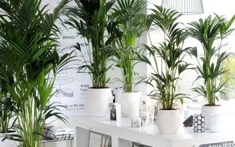 Kilka okazałych palm do domu w białych donicach, tworzących tropikalny zakątek.