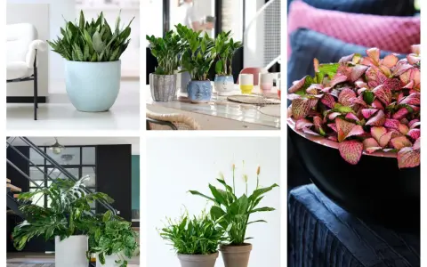 Rośliny doniczkowe, które lubią cień: sansewieria, zamiokulkas, monstera, skrzydłokwiat.