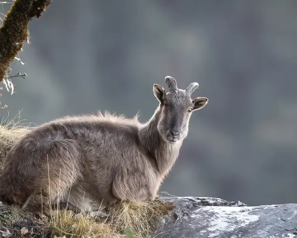 Górski kozioł na Mount Everest, czy jest trujący? Nie, himalajski tahr nie jest trujący.