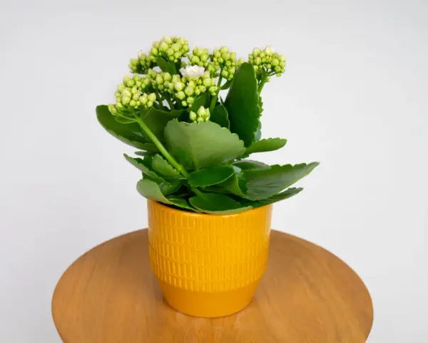 Kalanchoe w żółtej doniczce, z zielonymi liśćmi i pąkami kwiatów, gotowe do kwitnienia. Roślina potrzebuje odpowiedniej ziemi do rozwoju.
