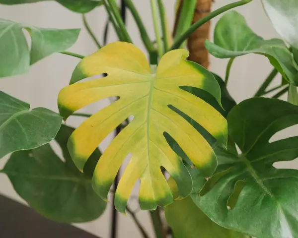 Monstera z żółknącymi liśćmi. Widać, że filodendron żółkną liście, tracąc soczystą zieleń.
