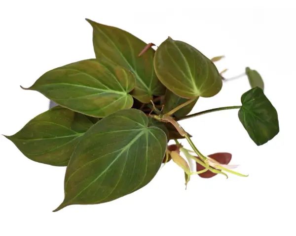 Philodendron micans z sercowatymi, aksamitnymi liśćmi w odcieniach zieleni i brązu, z widocznymi jaśniejszymi żyłkami.