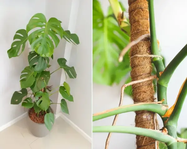Monstera w doniczce i jej korzenie powietrzne owinięte wokół palika. Czy można obciąć korzenie monstery? Tak, ale ostrożnie.