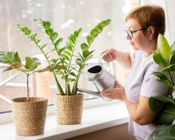Kobieta podlewa kwiat zamioculcas. Pielęgnacja tej rośliny jest prosta, wystarczy pamiętać o podlewaniu.