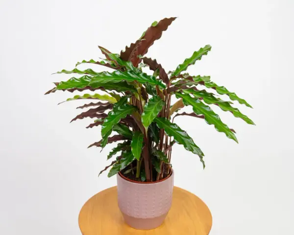 Calathea rufibarba w ozdobnej doniczce. Dowiedz się, jak pielęgnować tę piękną roślinę, by cieszyć się jej egzotycznym wyglądem.