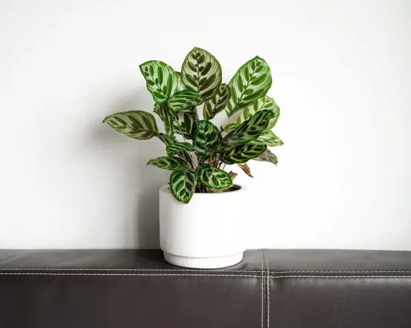 Piękna calathea w białej doniczce, gotowa do przesadzania. Jej liście z zielonymi i białymi wzorami przyciągają wzrok.