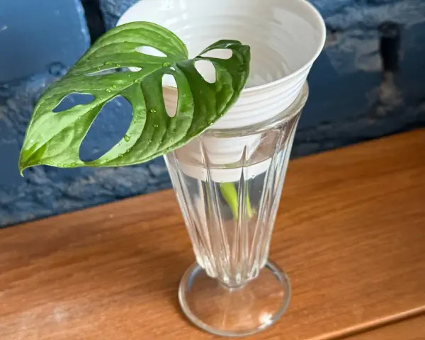 Monstera z liścia w szklance z wodą, przygotowana do rozmnażania. Zielony liść z charakterystycznymi otworami.