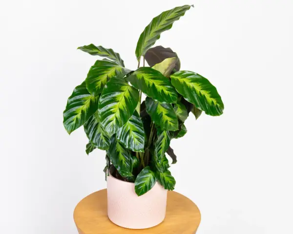 Calathea w różowej doniczce na drewnianym stoliku. Potrzebuje przepuszczalnej ziemi, by pięknie rosła.