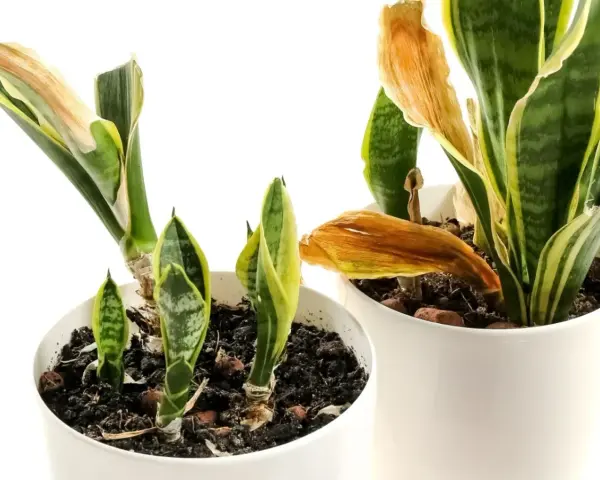 Sansevieria superba w doniczkach, z nowymi pędami i uschniętymi liśćmi.