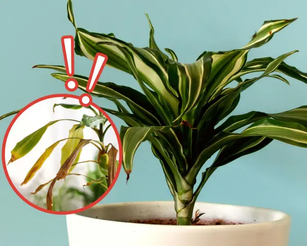 Dracena z plamami na liściach. Zbliżenie pokazuje uschnięte, żółte liście, które wymagają uwagi.