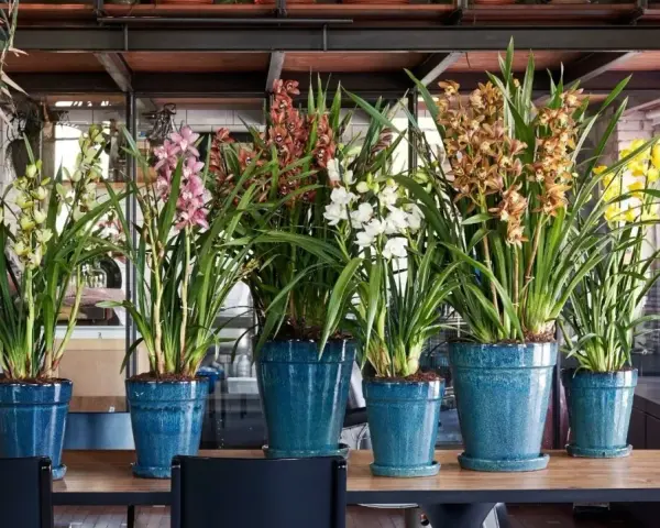 Rząd pięknych storczyków odmiany Cymbidium w niebieskich donicach. Kwiaty w odcieniach żółci, różu, brązu i bieli tworzą barwną kompozycję.