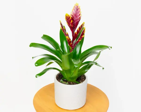 Zielona bromelia z czerwono-żółtym kwiatostanem w białej doniczce. Urocze małe kwiaty doniczkowe dodają koloru wnętrzu.