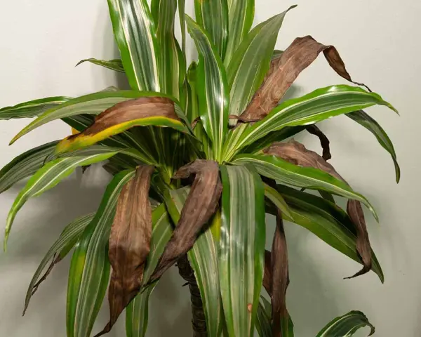 Dracena z brązowiejącymi liśćmi. Widać suche, brązowe końcówki i całe liście, które tracą zieleń.