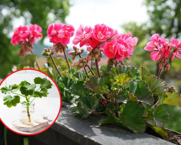 Rozmnażanie pelargonii: ukorzeniona sadzonka w wodzie obok kwitnącej rośliny.