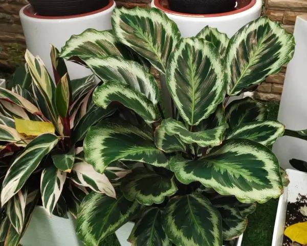 Calathea z usychającymi liśćmi, z zielono-białymi wzorami na liściach, w doniczkach obok białych ceramicznych osłonek.
