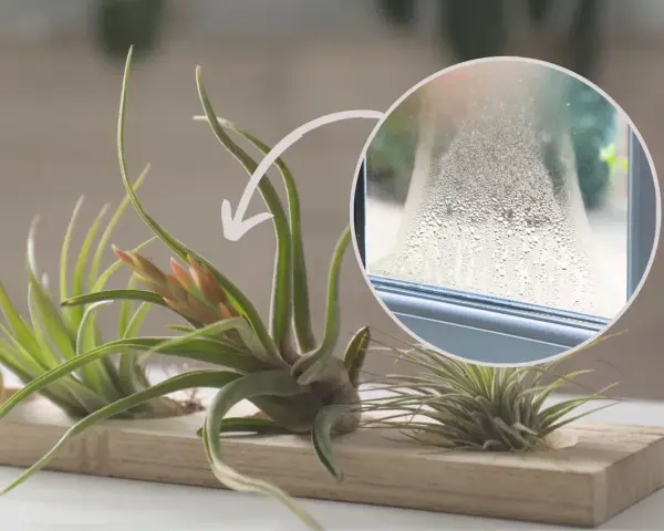 Kwiat tillandsia jak podlewać? Zraszaj ją, gdy na szybie pojawi się para, jak na zdjęciu.