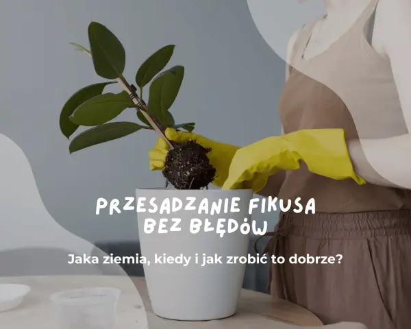 Przesadzanie fikusa bez błędów. Czy podlewać kwiaty po przesadzeniu? Dowiedz się, jak zrobić to dobrze.