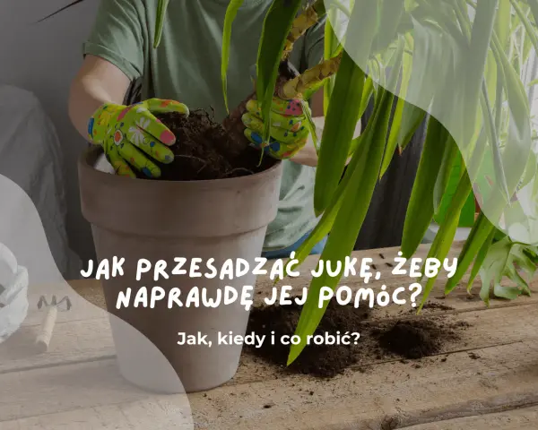 Ręce w rękawiczkach przesadzają jukę do nowej doniczki. Dowiedz się, jak przesadzić jukę, by jej pomóc.