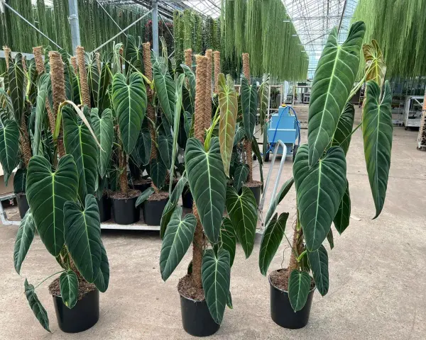 Wielkie, aksamitne liście Philodendron melanochrysum pięknie pną się po palikach. Idealne warunki do uprawy w szklarni.