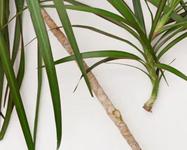 Zielona dracena z czerwonymi brzegami liści, gotowa do rozmnożenia. Jak rozmnożyć dracenę? Odcięty fragment łodygi z liśćmi.