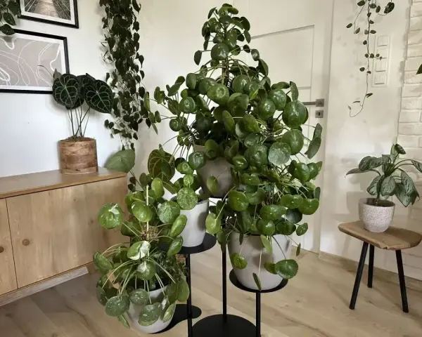 Pilea peperomioides w pełnym rozkwicie, z okrągłymi liśćmi tworzącymi gęste kępy. Obok inne rośliny doniczkowe.