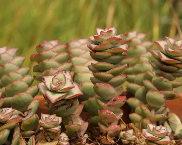 Kaskadowe pędy crassula perforata z zielonymi liśćmi i czerwonymi brzegami, tworzące piękne, spiralne formy.
