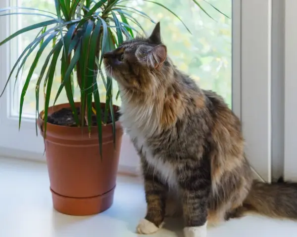 Puszysty kotek węszy przy dracenie, zastanawiając się, czy dracena jest trująca.