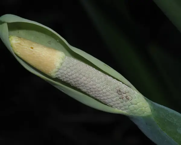 Kwiatostan alokazji, z żółtym kolcem i zieloną pochwą. Warto wiedzieć, czy alokazja jest trująca, zanim dotkniesz jej części.