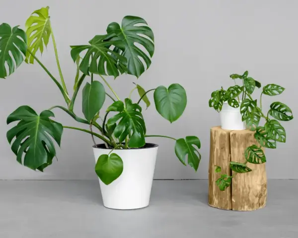 Dwie monstery: duża, w białej donicy, i mniejsza, z dziurawymi liśćmi, przypominająca monstera monkey, na drewnianym pniu.