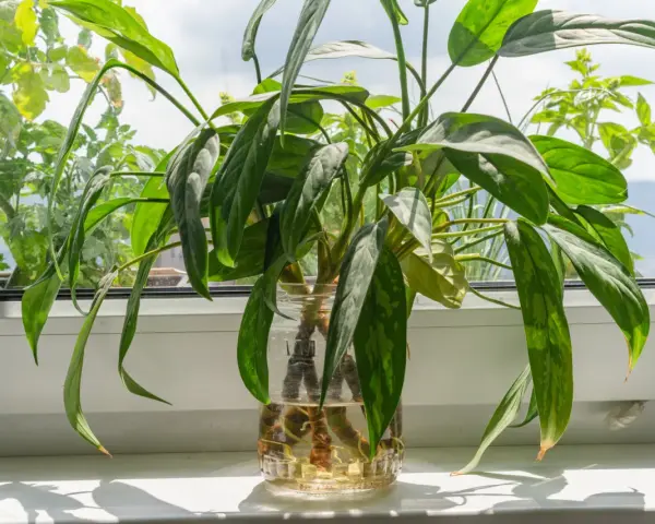 Aglaonema rozmnażanie w wodzie. Zielone liście rośliny w szklanym naczyniu z wodą, na parapecie.