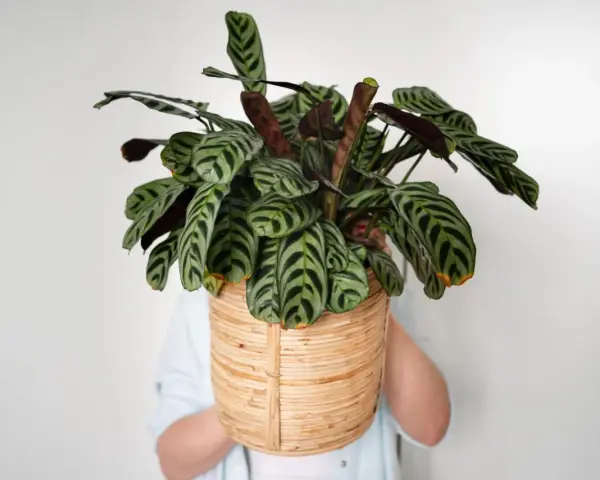 Piękna Calathea w plecionej osłonce, gotowa do rozmnażania. Jej liście z ciemnymi pasami zachwycają.