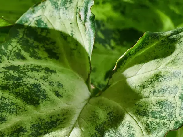Liście syngonium z plamami, które mogą wskazywać na choroby.