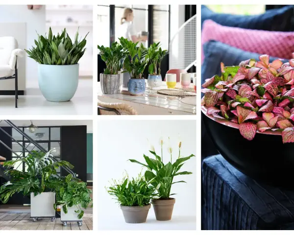 Rośliny doniczkowe, które lubią cień: sansewieria, zamiokulkas, monstera, skrzydłokwiat.