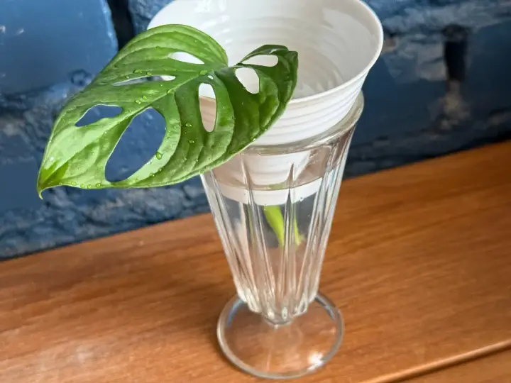 Monstera z liścia w szklance z wodą, przygotowana do rozmnażania. Zielony liść z charakterystycznymi otworami.