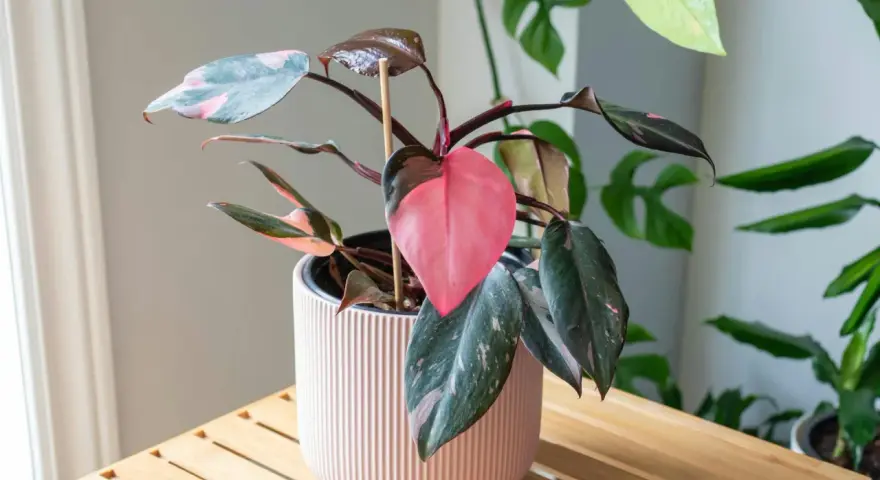 Kwiat philodendron Pink Princess z różowymi i zielonymi liśćmi w jasnoróżowej doniczce.
