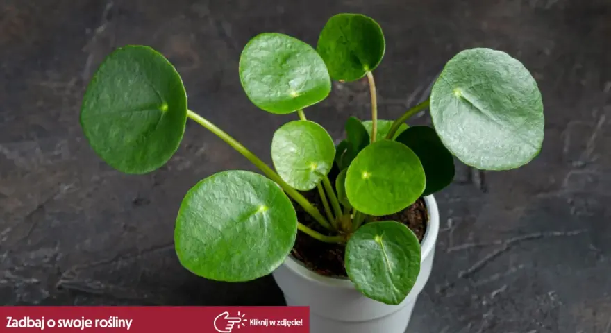 Rośliny bezpieczne dla kota: Pilea peperomiowata z okrągłymi, zielonymi liśćmi w białej doniczce.